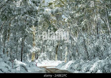 Paesaggio invernale di strada sterrata e da alti alberi coperti di neve. Montagne innevate, Australia Foto Stock