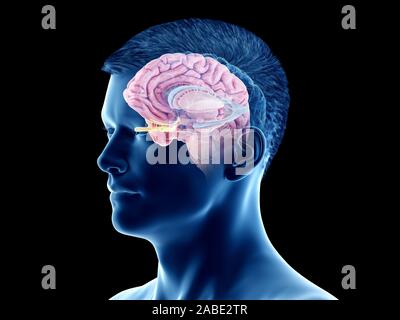 3D Rendering accurato dal punto di vista medico illustrazione del cervello anatomia - anatomia interna Foto Stock