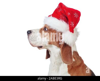 Profilo del cane in Santa hat isolati su sfondo bianco. Beagle con Red Hat. Foto Stock