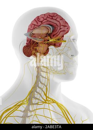 3D Rendering accurato dal punto di vista medico illustrazione dell'anatomia interna del cervello Foto Stock