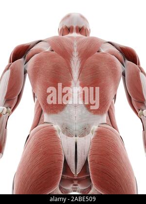 3D Rendering accurato dal punto di vista medico illustrazione dei muscoli della schiena Foto Stock