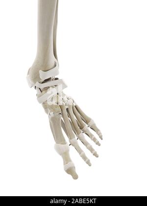 3D Rendering accurato dal punto di vista medico illustrazione dei legamenti del piede Foto Stock