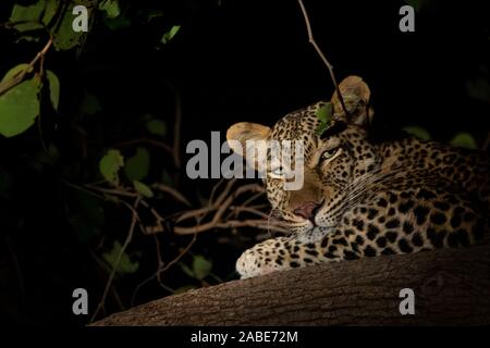 Wild leopard su l'albero durante la notte Foto Stock