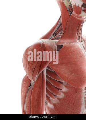 3D Rendering accurato dal punto di vista medico illustrazione del muscolo di spalla Foto Stock