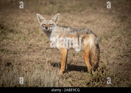 Golden jackal strizzare gli occhi nella luce del sole sui prati Foto Stock