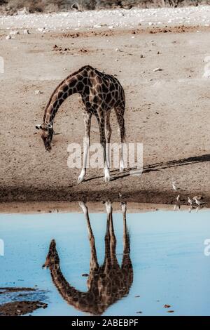 Girafes presso il Parco Nazionale di Etosha, Namibia, Africa Foto Stock