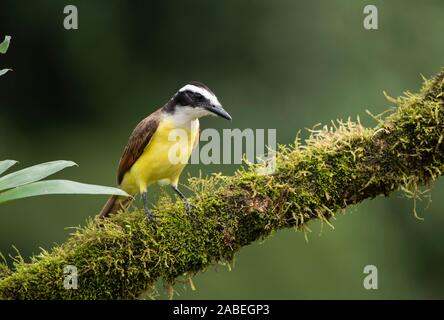 Grande Kiskadee: Pitangus sulfuratus. Costa Rica. Foto Stock