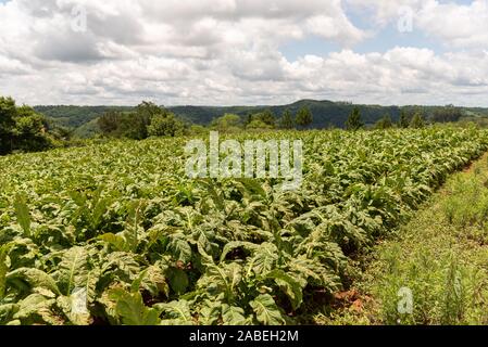 Piccola piantagione di foglie di fumo per uso nell'industria delle sigarette. La cultura di sussistenza per la piccola proprietà contadina Brasile del Sud Foto Stock