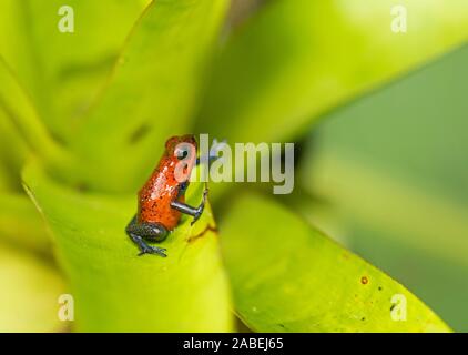 Strawberry Poison Dart Frog: Oophaga pumilio. Foto Stock