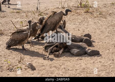 Una carcassa di un elefante morto è mangiato da white-backed grifone (Gyps africanus). Fotografato al Parco Nazionale di Hwange, Zimbabwe Foto Stock