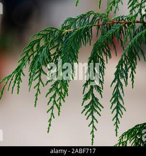 Cupressus cashmeriana è una specie di Cypress nativo del Himalaya orientale in Bhutan e zone adiacenti di Arunachal Pradesh in India nordorientale. Foto Stock