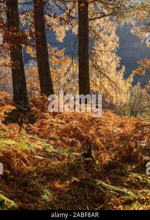 In autunno la luce del sole attraverso boschi sulle rive di Loch Leven, Scozia. Foto Stock