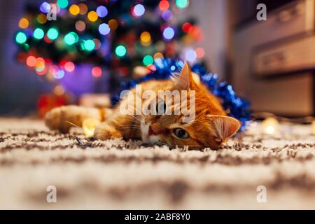 Lo zenzero cat giocando con una ghirlanda e tinsel sotto albero di Natale. Natale e Anno Nuovo concetto Foto Stock