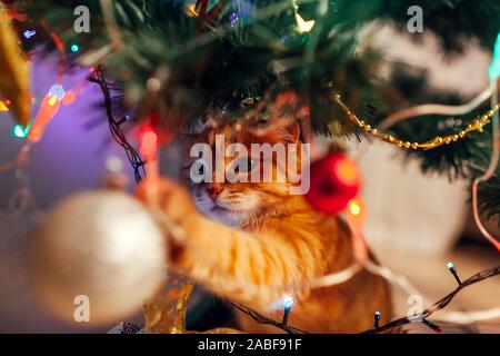 Lo zenzero cat seduto sotto albero di Natale e di giocare con i giocattoli e luci. Natale e Anno Nuovo concetto Foto Stock