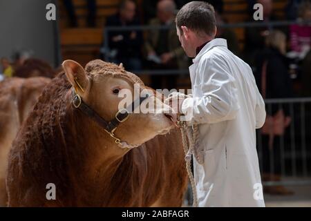 Gli agricoltori che mostra il pedigree bovini prima di una vendita all asta Borderway Mart, Carlisle, Cumbria, Regno Unito. Foto Stock