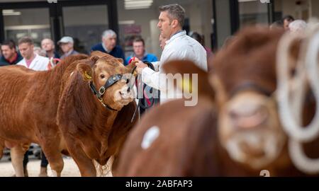 Gli agricoltori che mostra il pedigree bovini prima di una vendita all asta Borderway Mart, Carlisle, Cumbria, Regno Unito. Foto Stock