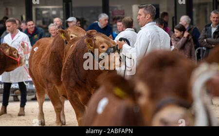 Gli agricoltori che mostra il pedigree bovini prima di una vendita all asta Borderway Mart, Carlisle, Cumbria, Regno Unito. Foto Stock