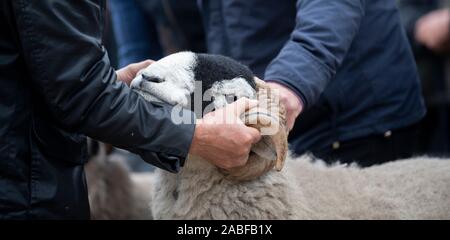I pastori che mostra Swaledale rams a un pedigree vendita all asta Hawes mart, North Yorkshire, Regno Unito. Foto Stock