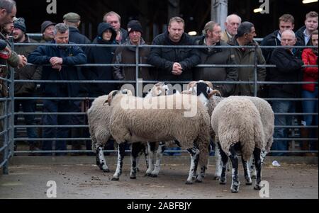 I pastori che mostra Swaledale rams a un pedigree vendita all asta Hawes mart, North Yorkshire, Regno Unito. Foto Stock