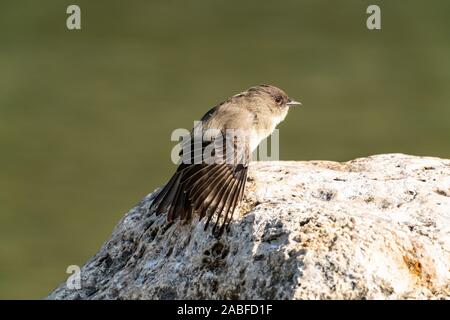 Eastern Phoebe in Guadalupe parco dello stato del Texas, Stati Uniti d'America Foto Stock