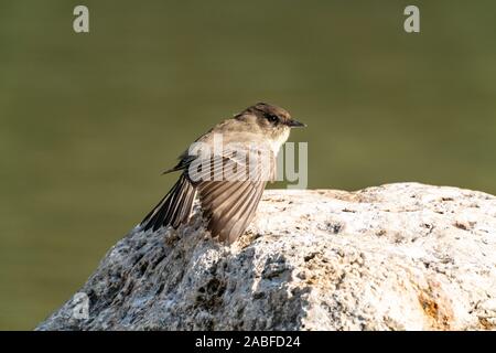 Eastern Phoebe in Guadalupe parco dello stato del Texas, Stati Uniti d'America Foto Stock