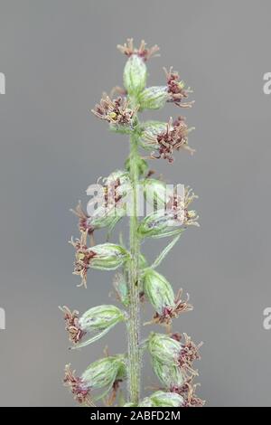 Artemisia vulgaris, noto come comuni artemisia, Riverside assenzio, elon herb, crisantemo infestante o assenzio selvatico, una tradizionale pianta medicinale Foto Stock