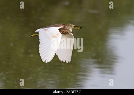 Indian Pond Heron (Ardeola grayii) Foto Stock