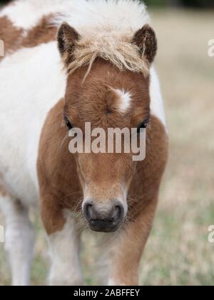 Un simpatico bay e white pony Shetland puledro guardare dritto verso la fotocamera. Foto Stock