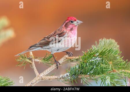Cassin's Finch Carpodacus cassinii Walden, Colorado, Stati Uniti 30 aprile 2019 maschio adulto Fringillidae Foto Stock