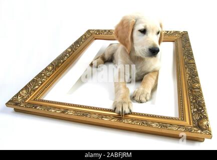 Golden Retriever (Canis lupus f. familiaris), Welpe in goldenen Bilderrahmen liegend. | Golden Retriever (Canis lupus f. familiaris), cucciolo giacente betw Foto Stock