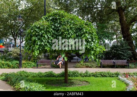 Piangendo gelso bianco (Morus alba 'pendula"), Embankment Gardens, Westminster, London REGNO UNITO Foto Stock