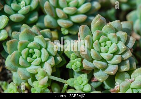 Il Cactus è una pianta nativa che ha le sue origini nel deserto. Foto Stock