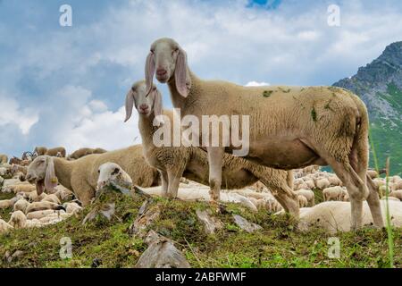 Appena tagliata pecore al pascolo in montagna Foto Stock