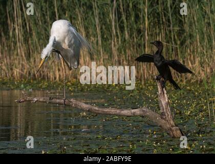 Grande garzetta (Egretta alba) e il cormorano pigmeo (Phalacrocorax pygmeus), seduto su un registro, il Parco Nazionale di Hortobágy, Ungheria Foto Stock