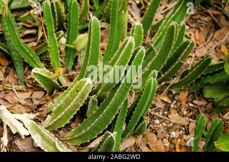 Piccolo verde cactus che crescono naturalmente presso il Giardino Botanico in Largo Florida Foto Stock