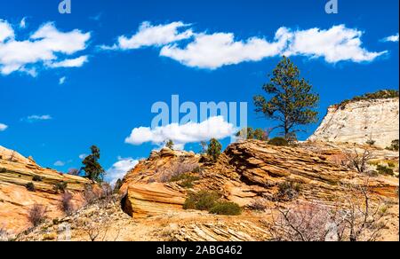 Il paesaggio del Parco Nazionale di Zion lungo Pine Creek Foto Stock