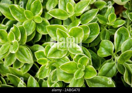 A foglia verde giardino succulente presso il Giardino Botanico in Largo Florida Foto Stock