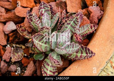 Bel rosso e verde fiore come succulento vasi in terracotta il Florida Giardino Botanico in Largo Foto Stock