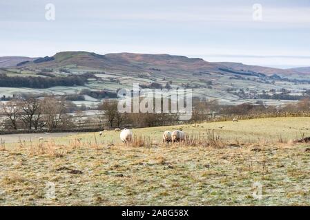 Frosty giorno in Wensleydale Foto Stock