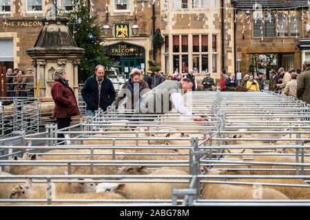 A Uppingham, Rutland, UK. 27 Nov, 2019. Gli espositori a Uppingham Fat Stock show. Credito: Michael David Murphy / Alamy Live News Foto Stock