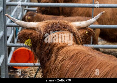 A Uppingham, Rutland, UK. 27 Nov, 2019. Capi di bestiame espone a Uppingham Fat Stock show. Credito: Michael David Murphy / Alamy Live News Foto Stock