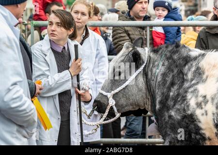 A Uppingham, Rutland, UK. 27 Nov, 2019. Gli espositori e i bovini a Uppingham Fat Stock show. Credito: Michael David Murphy / Alamy Live News Foto Stock