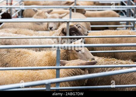 A Uppingham, Rutland, UK. 27 Nov, 2019. Pecore in penne a Uppingham Fat Stock show. Credito: Michael David Murphy / Alamy Live News Foto Stock