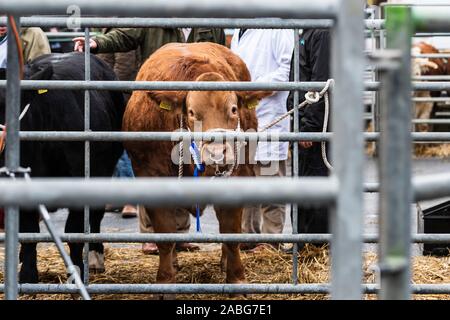 A Uppingham, Rutland, UK. 27 Nov, 2019. Capi di bestiame espone a Uppingham Fat Stock show. Credito: Michael David Murphy / Alamy Live News Foto Stock