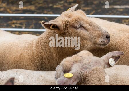 A Uppingham, Rutland, UK. 27 Nov, 2019. Pecore essendo esposto alla Uppingham Fat Stock show. Credito: Michael David Murphy / Alamy Live News Foto Stock