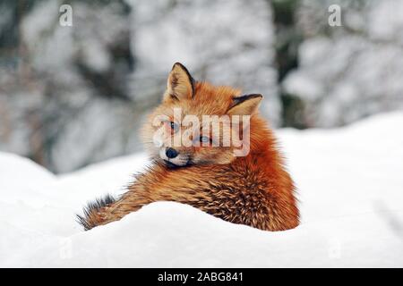 Rotfuchs (Vulpes vulpes vulpes) im inverno Foto Stock