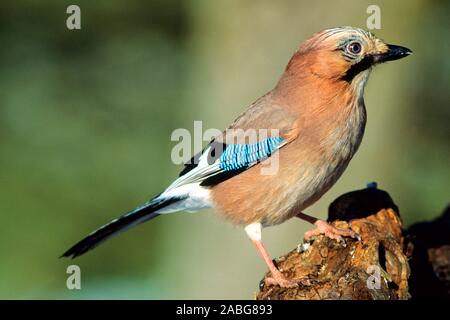 Tiere, Voegel, Rabenvoegel, Eichelhaeher, Garrulus glandarius, Foto Stock