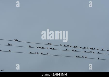 Per gli storni su linee elettriche Foto Stock