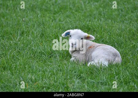 Neonato bambino carino agnello gallese sdraiato in campo erboso guardando verso la telecamera Foto Stock