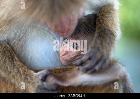 Toque Macaque (Macaca sinica) Foto Stock